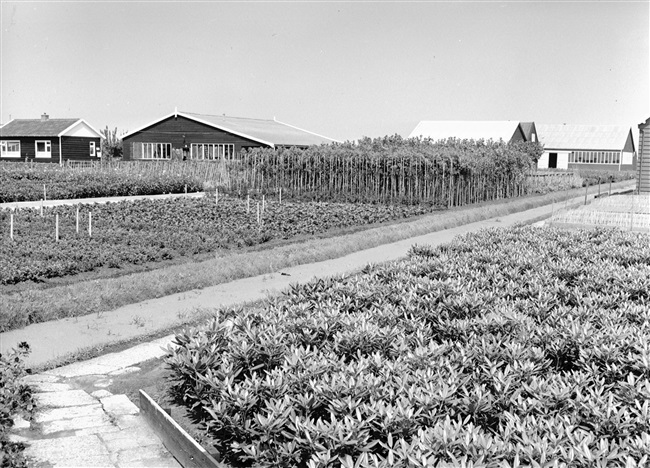 Boomkwekerij in Boskoop, 1964