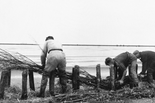 Vermoedelijk de aanleg van een rijshoutdam voor landaanwinning langs de kust van Voorne of Goeree-Overflakkee. De foto is waarschijnlijk gemaakt tussen 1947 en 1960.