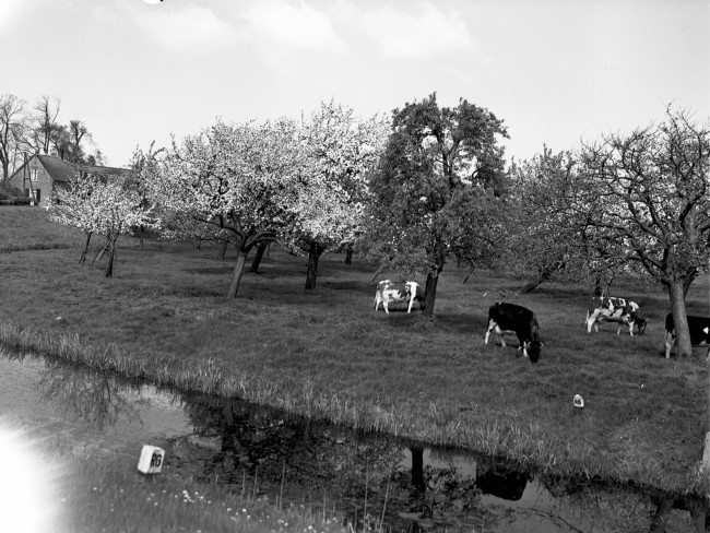Bloeiende fruitbomen met koeien