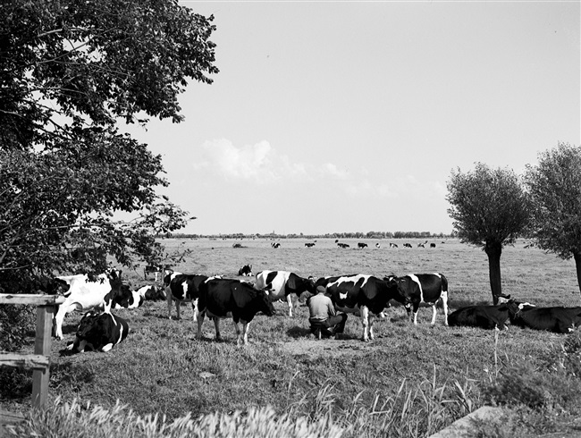Aan de Holyweg melkt een boer zijn koeien, zittend op een melkkruk.