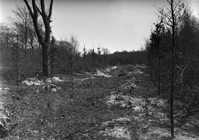 De bossen van het landgoed Nieuw Leeuwenhorst, 1956
