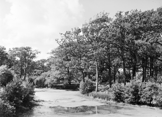 De bossen van het landgoed Nieuw Leeuwenhorst, 1953