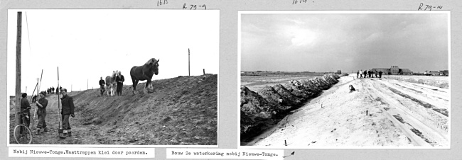 Paarden trappen de klei vast van een herstelde dijk, 1953