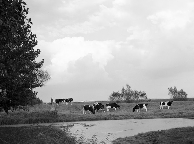 Weiland met koeien tussen Blaaksedijk en 's-Gravendeel