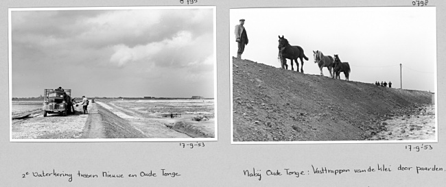 Bij Oude-Tonge trappen paarden de klei vast, 1953