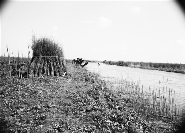 Rhoonse Grienden met geoogste wilgentenen bij Rhoon, 1969