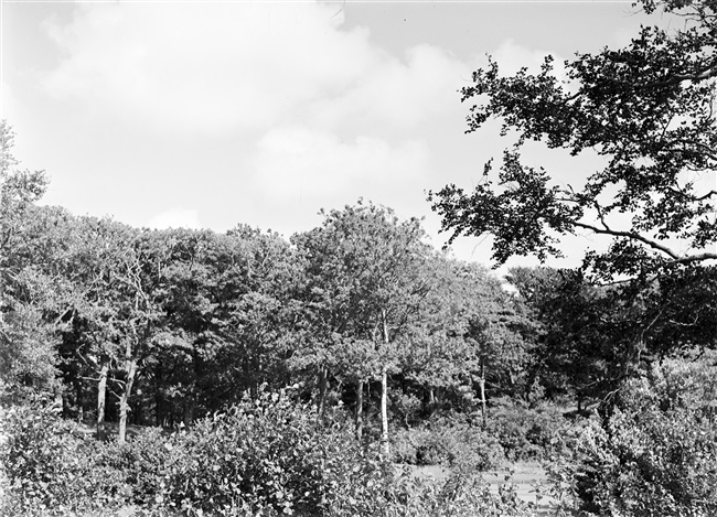 De bossen van het landgoed Nieuw Leeuwenhorst, 1953