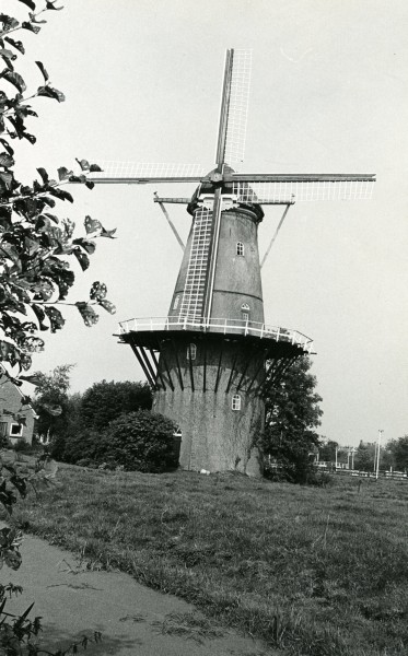 Korenmolen Den Arend in Bergambacht. De foto is gemaakt tussen 1950 en 1969.