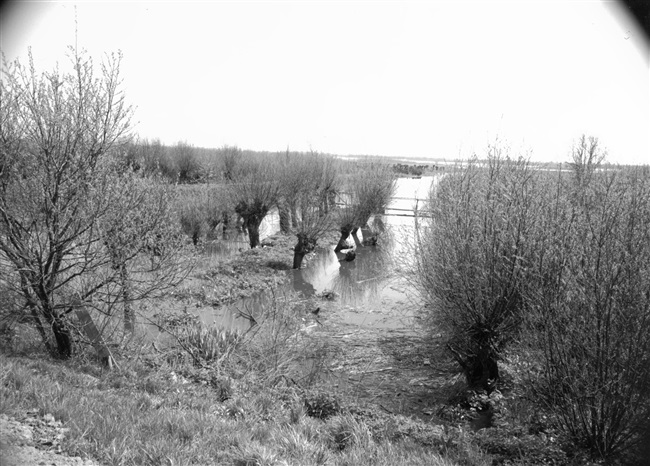 De Rhoonse Grienden aan de Oude Maas. Een griend is een met wilgenhout begroeide strook grond langs de rivier.