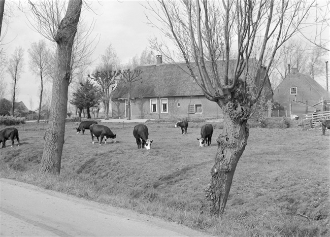 Boerderij en grazende koeien langs de Meije, 1967