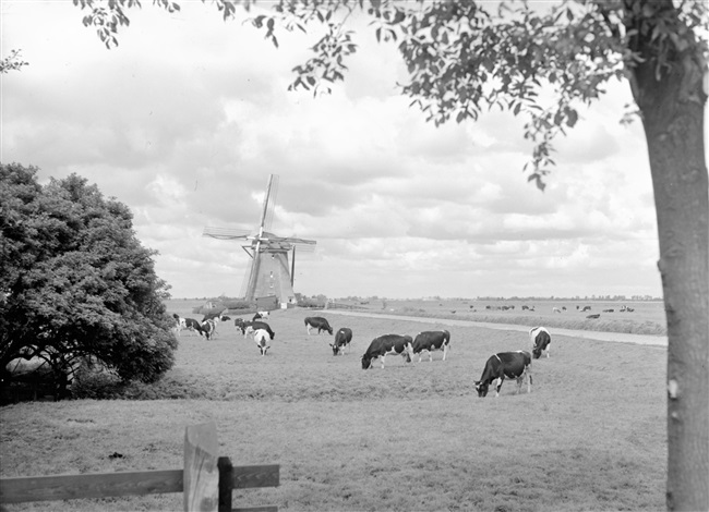 Poldermolen van de Molenviergang Aarlanderveen, 1968