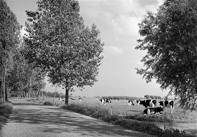 Polderlandschap met koeien langs de Geer bij Leerdam