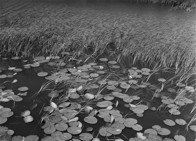 Waterlelies, gefotografeerd tijdens een excursie van de Provinciale Staten van Zuid-Holland.