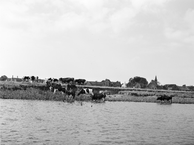 Het gebied langs de Brielse Maas, beter bekend als het Brielse Meer. Deze rivier is in 1950 afgedamd.