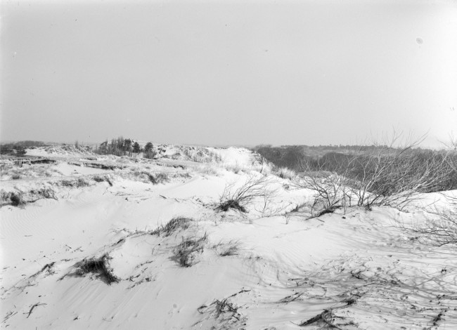 De duinen van landgoed Voorlinden