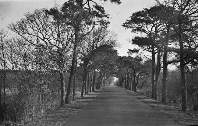 Voor de Duitse inval stonden er nog bomen aan de Schuineweg, later hernoemd in ’s-Gravendamseweg, ter hoogte van landgoed Nieuw Leeuwenhorst. De foto is gemaakt tussen 1920 en 1939.