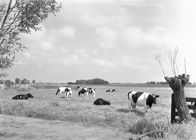 Polderlandschap met koeien