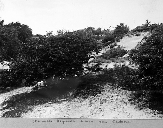 De mooi begroeide duinen van Ouddorp. De provincie Zuid-Holland beschermd de natuur in de duinen. Deze foto is waarschijnlijk gemaakt tussen 1950 en 1959.