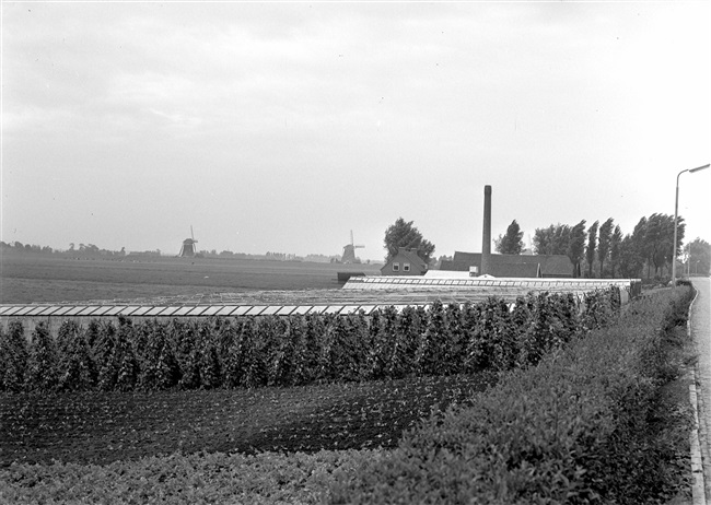 Kassengebied in de buurt van Leidschendam. Op de achtergrond de molendriegang van de Driemanspolder.