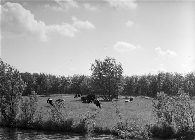 Weiland met koeien, gefotografeerd tijdens een excursie van de Provinciale Staten van Zuid-Holland.