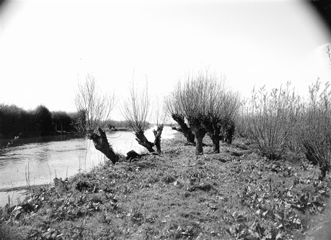 De Rhoonse Grienden aan de Oude Maas. Een griend is een met wilgenhout begroeide strook grond langs de rivier.