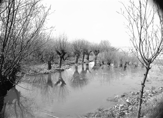 De Rhoonse Grienden aan de Oude Maas. Een griend is een met wilgenhout begroeide strook grond langs de rivier.