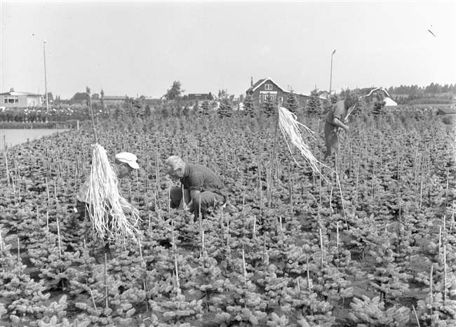 Boomkwekerij in Boskoop, 1964