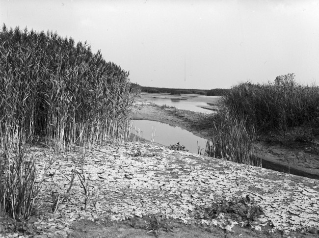 Het gebied langs de Brielse Maas, beter bekend als het Brielse Meer. In 1950 werd de rivier afgedamd. Dit hield de verzilting tegen. Bij verzilting komt er steeds meer zout in de grond en in het water.
