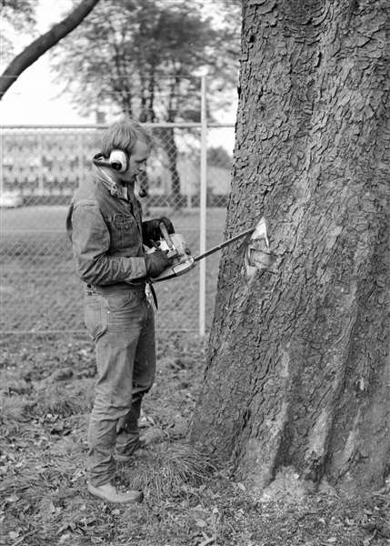 Boomchirurgie wordt toegepast bij een boom op het provincieterrein aan de Koningskade